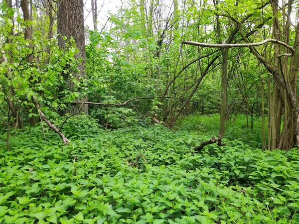 Schöner Grüner Wald Frühlingstag — Stockfoto