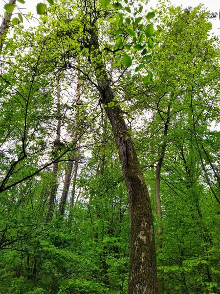 Bela Floresta Verde Dia Primavera — Fotografia de Stock