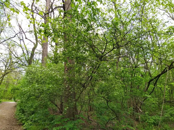 Bella Foresta Verde Alla Giornata Primaverile — Foto Stock