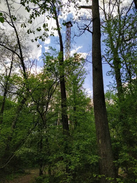 Torre Fogo Alta Floresta Primavera Verde Dia Ensolarado — Fotografia de Stock
