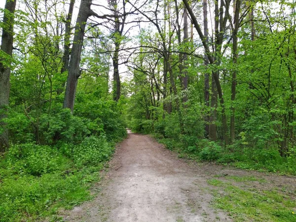 Hermoso Bosque Verde Día Primavera — Foto de Stock