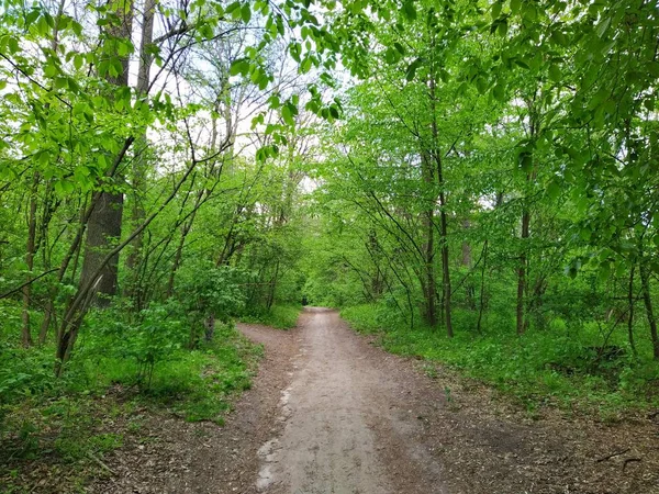 Bela Floresta Verde Dia Primavera — Fotografia de Stock