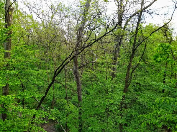 Schöner Grüner Wald Frühlingstag — Stockfoto