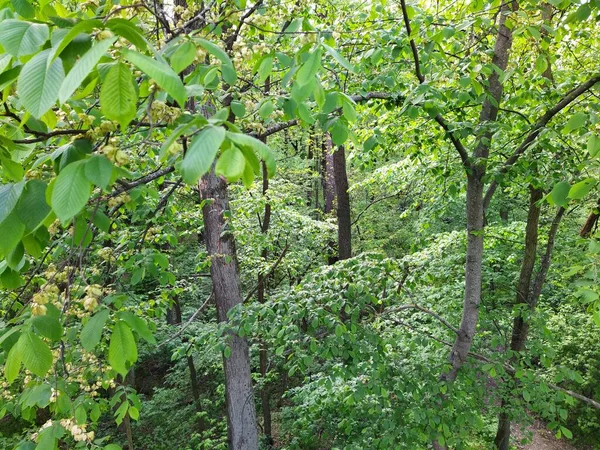 Bella Foresta Verde Alla Giornata Primaverile — Foto Stock