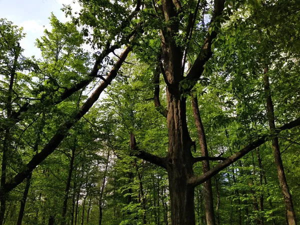 Schöner Grüner Wald Frühlingstag — Stockfoto