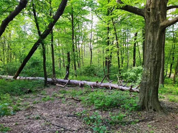 Bella Foresta Verde Alla Giornata Primaverile — Foto Stock