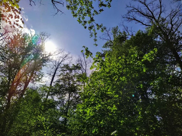 Schöne Grüne Äste Und Wolkenverhangener Himmel Frühlingswald — Stockfoto