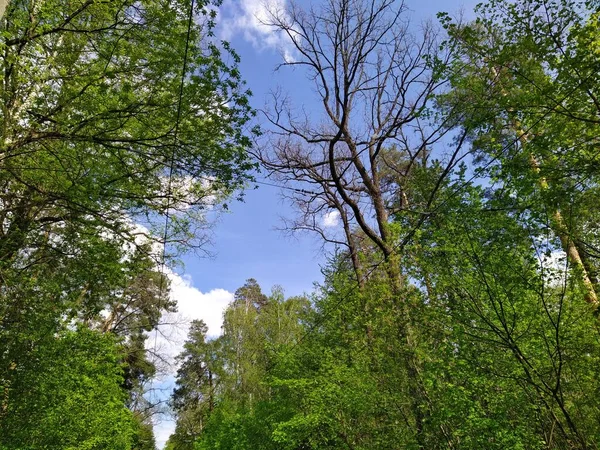 Piękne Zielone Gałęzie Drzew Zachmurzone Niebo Wiosennym Lesie — Zdjęcie stockowe