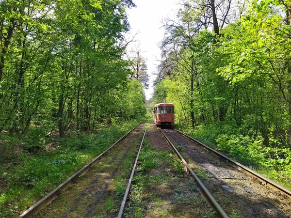 Tram Sur Les Rails Dans Forêt Verte Printemps Journée Ensoleillée — Photo