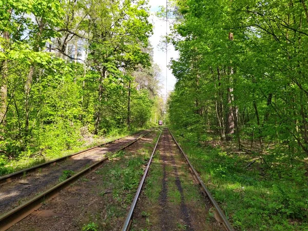 Tram Indo Trilhos Floresta Primavera Verde Dia Ensolarado — Fotografia de Stock