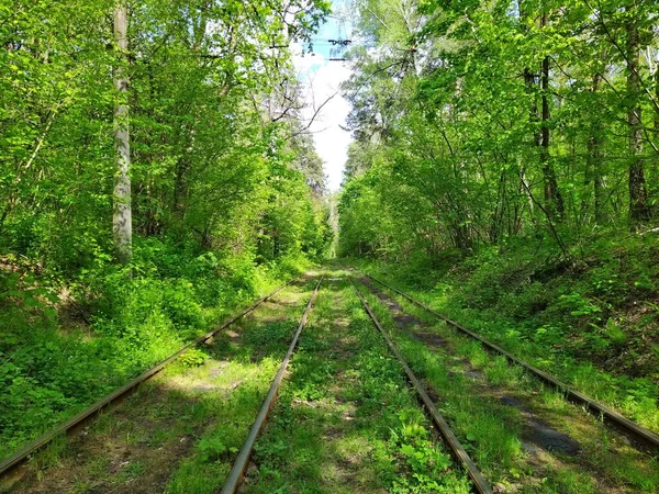 Rails Tramway Dans Forêt Printanière Verte Jour — Photo