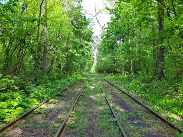 Rails Tramway Dans Forêt Printanière Verte Jour — Photo