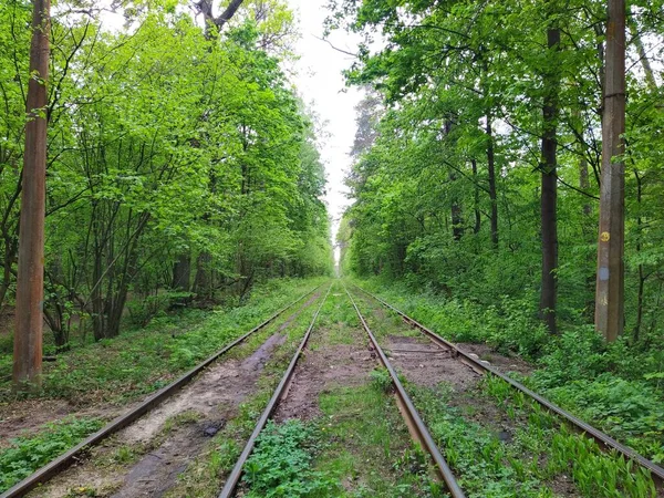 Rails Tramway Dans Forêt Printanière Verte Jour — Photo