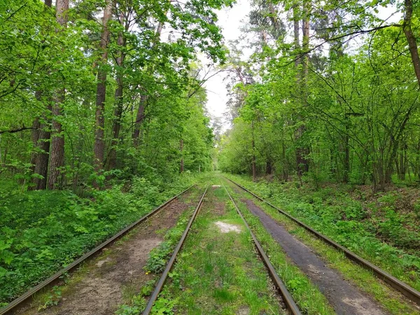 昼間は緑の春の森の路面電車 — ストック写真