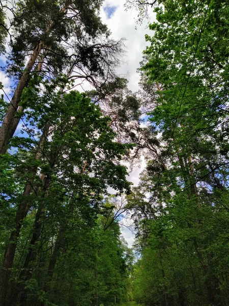 Krásný Zelený Les Jaře — Stock fotografie