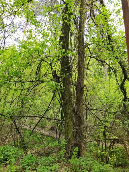Bela Floresta Verde Dia Primavera — Fotografia de Stock