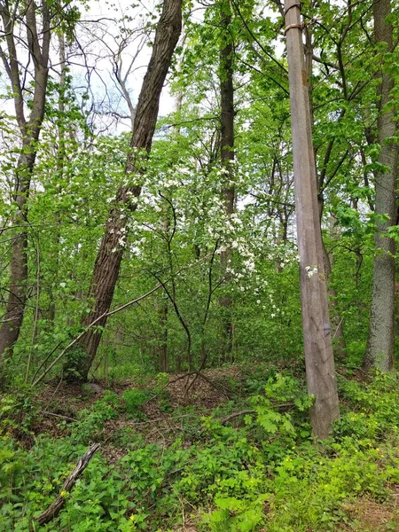 Bela Floresta Verde Dia Primavera — Fotografia de Stock