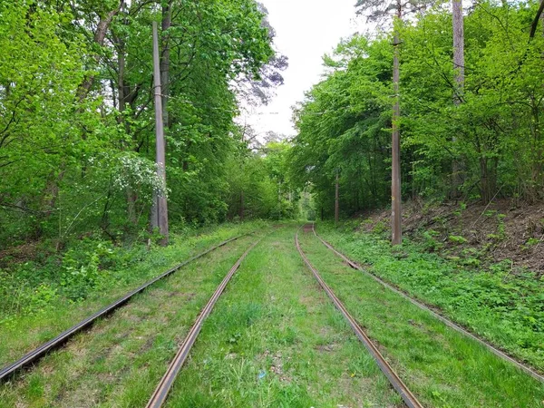 Rails Tramway Dans Forêt Printanière Verte Jour — Photo