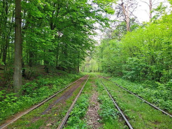 Tram Rails Green Spring Forest Daytime — Stock Photo, Image