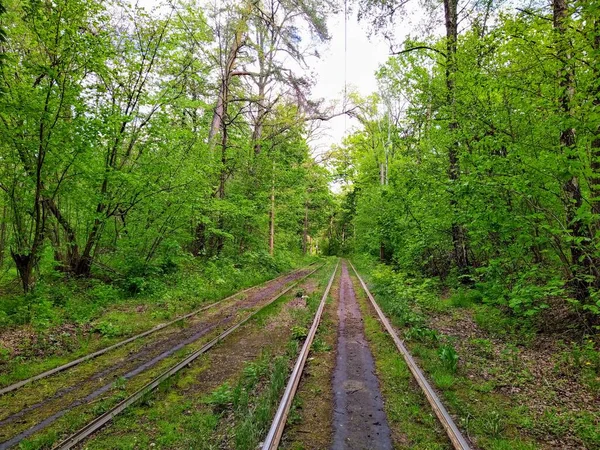 日落时分 绿泉森林中的电车轨道 — 图库照片