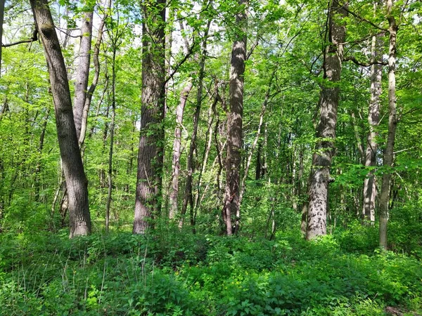 Bahar gününde güzel yeşil orman