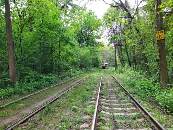 昼間は緑の春の森を走る路面電車 — ストック写真