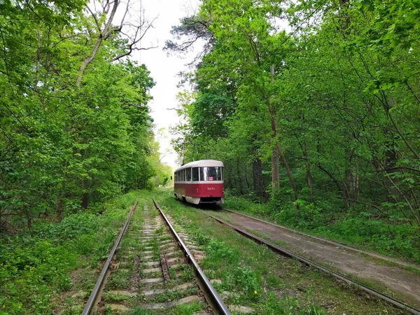 在绿色春天的森林里 有轨电车在白天行驶 — 图库照片