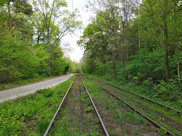 Rails Tramway Dans Forêt Printanière Verte Jour — Photo