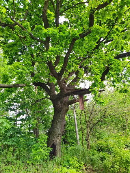 아름다운 큰나무 — 스톡 사진