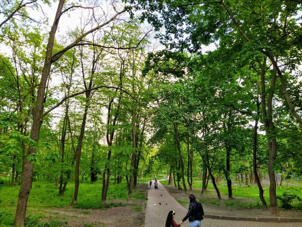 Kiew Ukraine Mai 2020 Schöner Grüner Stadtpark Frühlingstag — Stockfoto