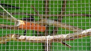 Şehir hayvanat bahçesinde halka kuyruklu lemurlu kuşhane, Kyiv, Ukrayna