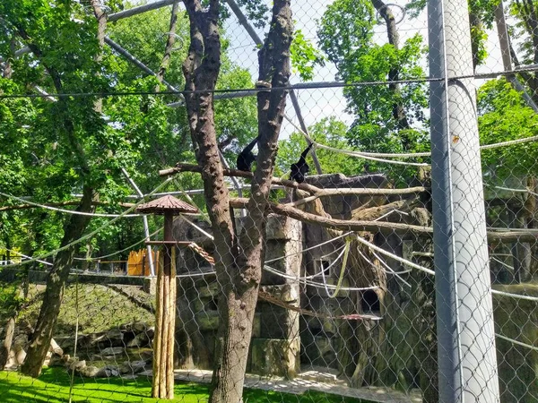 Aviary Opicemi Městské Zoologické Zahradě Kyjev Ukrajina — Stock fotografie