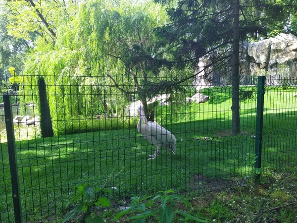 Aviary Pelikánem Městské Zoologické Zahradě Kyjev Ukrajina — Stock fotografie