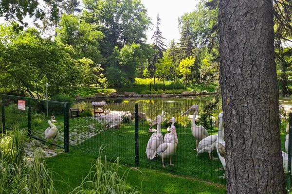 Aviario Con Pelícanos Estanque Zoológico Ciudad Kiev Ucrania —  Fotos de Stock