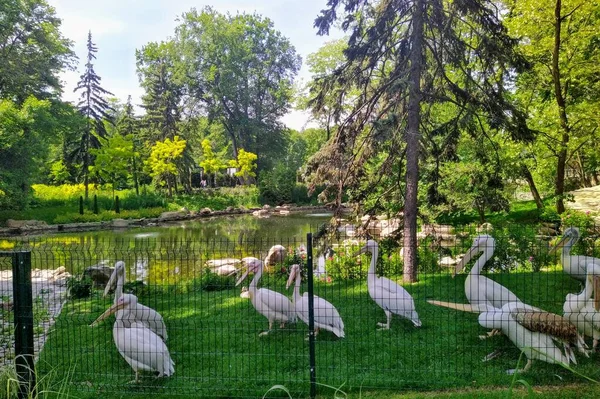 Aviario Con Pelícanos Estanque Zoológico Ciudad Kiev Ucrania —  Fotos de Stock