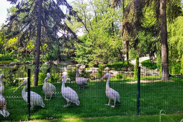 Aviario Con Pelícanos Estanque Zoológico Ciudad Kiev Ucrania —  Fotos de Stock