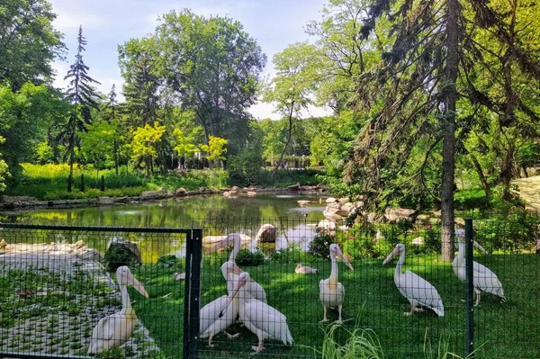 Авиарий Пеликанами Пруда Городском Зоопарке Киев Украина — стоковое фото