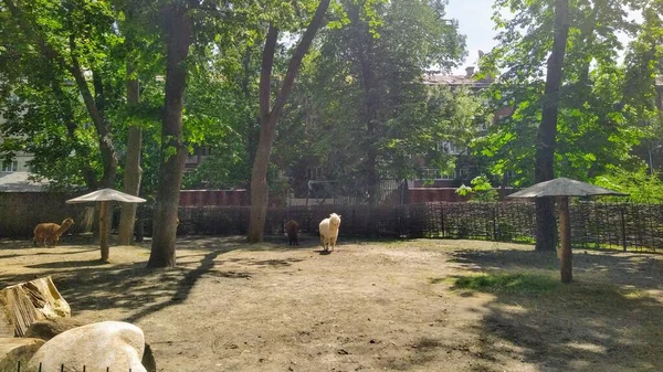 Aviary Alpaca City Zoo Kyiv Ukraine — Stock fotografie