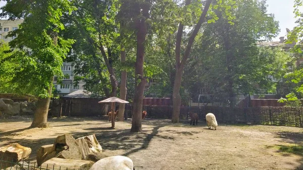 Aviary Alpaca City Zoo Kyiv Ukraine — Stock fotografie