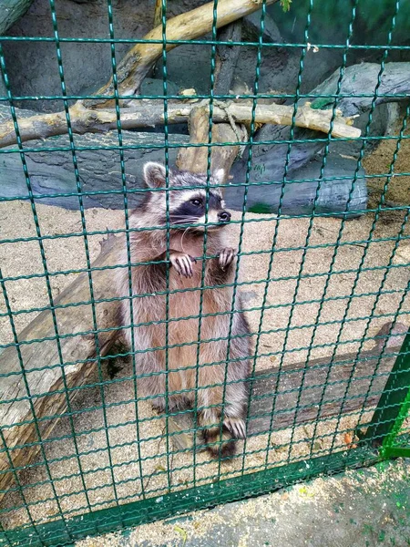 Aviary Raccoon City Zoo Kyiv Ukraine — Stock Photo, Image