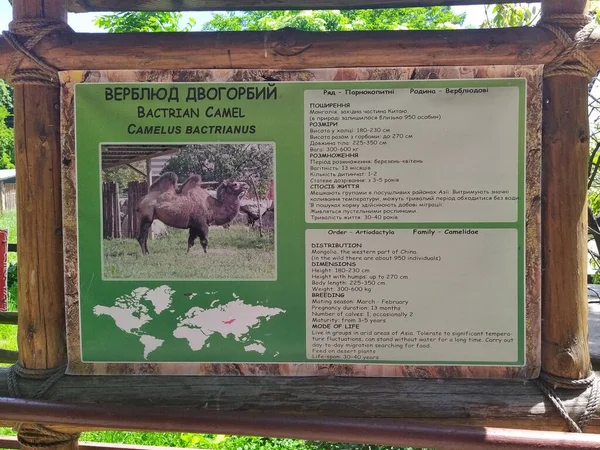 Informace Velbloudech Dřevěné Informační Tabuli Městské Zoologické Zahradě Kyjev Ukrajina — Stock fotografie