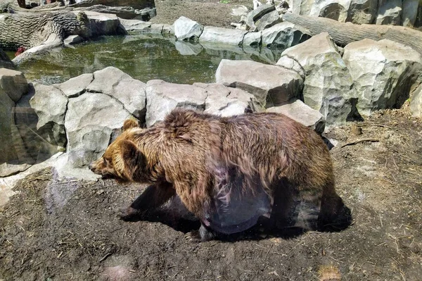 Aviary Medvědem Hnědým Městské Zoologické Zahradě Kyjev Ukrajina — Stock fotografie