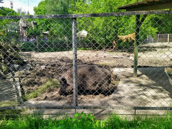 Aviary Med Vildsvin Byens Zoologiske Have Kiev Ukraine - Stock-foto