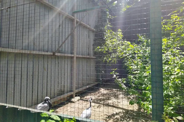 Aviary Con Gru Pelo Bianco Nello Zoo Della Città Kiev — Foto Stock