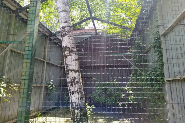 Aviary Osprey City Zoo Kyiv Ukraine — Stock fotografie