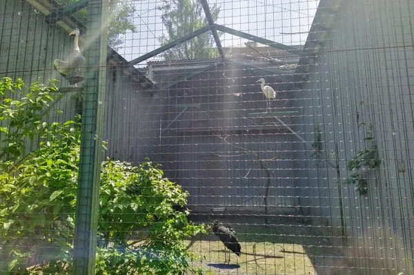 Aviary Černým Čápem Městské Zoologické Zahradě Kyjev Ukrajina — Stock fotografie