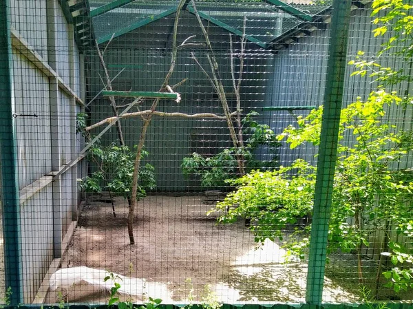Aviary Indian Peafowl City Zoo Kyiv Ukraine — Stock Photo, Image