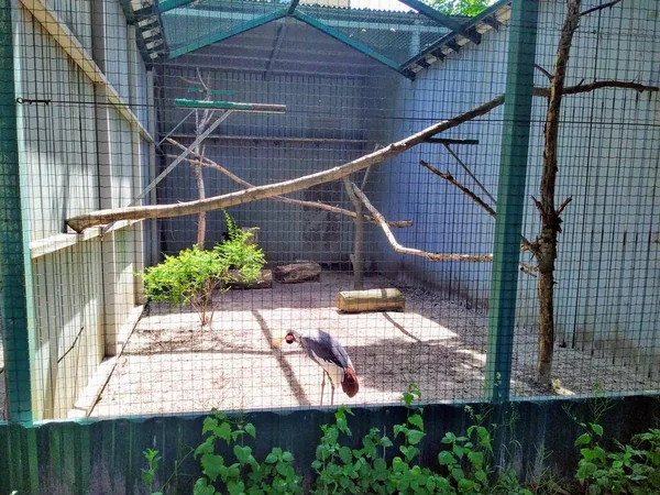 Aviary Šedě Korunovaným Jeřábem Městské Zoologické Zahradě Kyjev Ukrajina — Stock fotografie