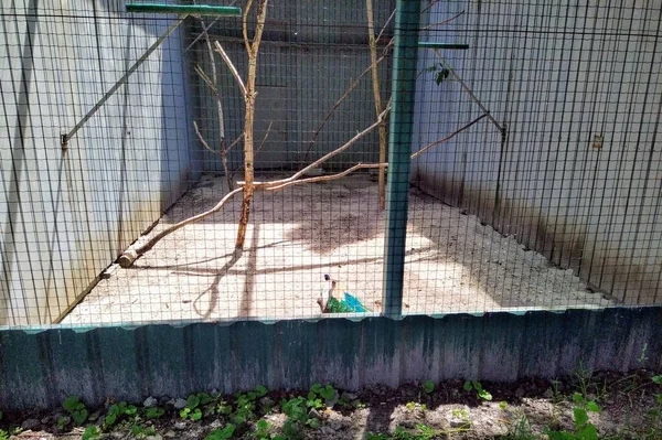 Aviary Con Uccello Nello Zoo Della Città Kiev Ucraina — Foto Stock