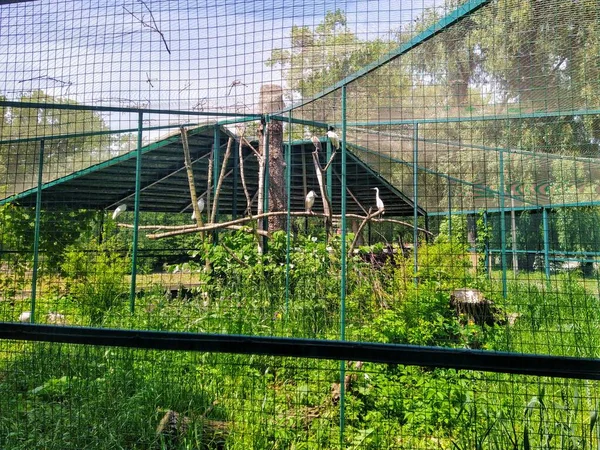 Aviary Con Uccelli Nello Zoo Della Città Kiev Ucraina — Foto Stock